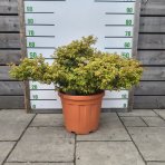 Javor dlaňolistý (Acer palmatum) ´LITTLE PRINCESS´ - výška 50-60 cm, ⌀ 80-90 cm, kont. C25L